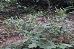 Phytolacca octandra